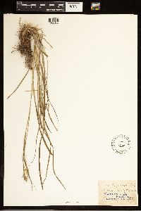 Carex sprengelii image