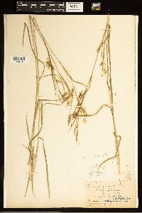 Carex sprengelii image