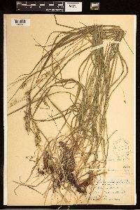 Carex sprengelii image