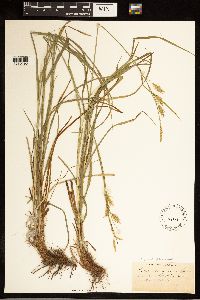 Carex sprengelii image