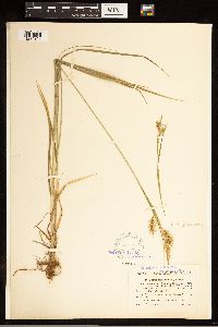 Carex sprengelii image