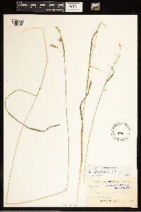 Carex sprengelii image