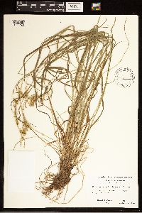 Carex sprengelii image