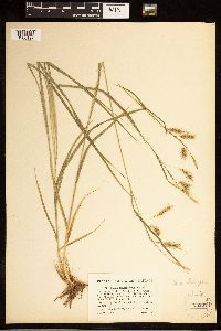 Carex sprengelii image