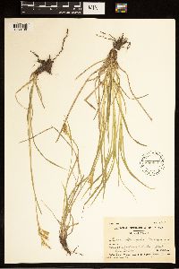 Carex sprengelii image