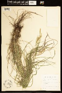 Carex sprengelii image