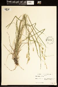Carex sprengelii image