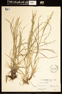 Carex sprengelii image