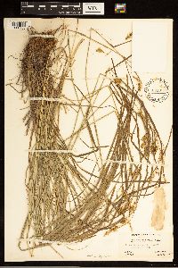 Carex sprengelii image