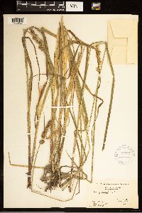 Carex stipata image