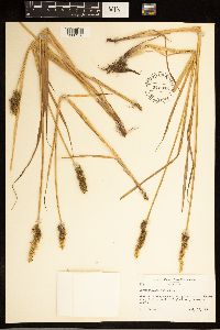 Carex stipata image