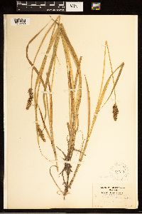 Carex stipata image