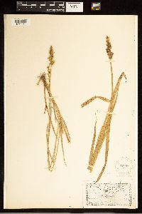 Carex stipata image