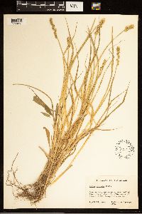 Carex stipata image