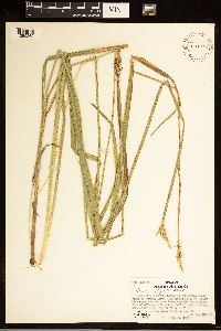 Carex stipata image