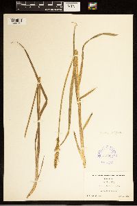 Carex stipata image