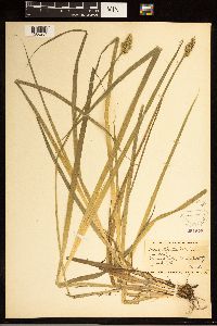 Carex stipata image