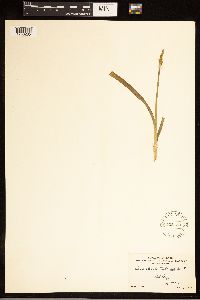 Carex stipata image