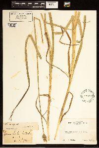 Carex stipata image