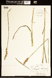 Carex stipata image