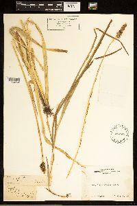Carex stipata image