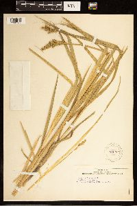 Carex stipata image