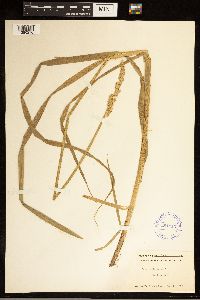 Carex stipata image