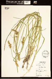 Carex stipata image