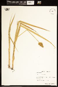 Carex stipata image