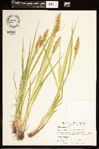 Carex stipata image
