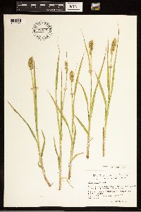 Carex stipata image