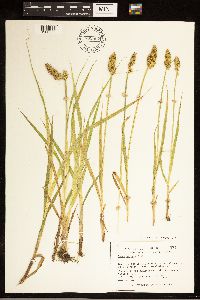 Carex stipata image