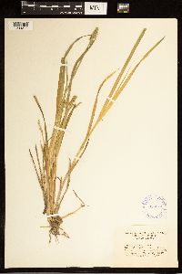 Carex stipata image