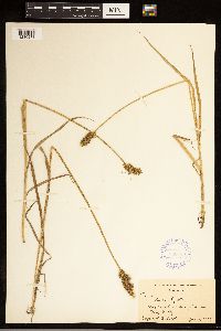 Carex stipata image