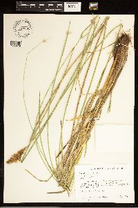 Carex stipata image