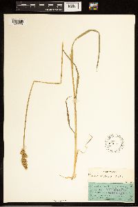 Carex stipata image