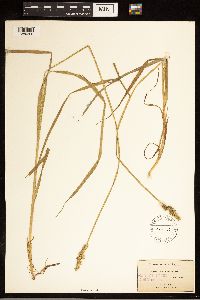 Carex stipata image