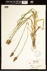 Carex stipata image