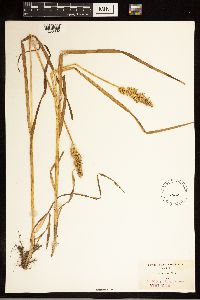 Carex stipata image