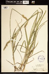 Carex stipata image