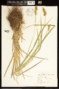 Thumbnail image of current specimen