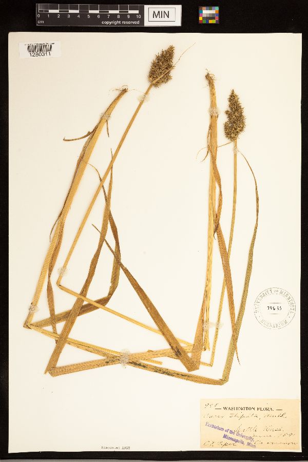 Carex stipata image