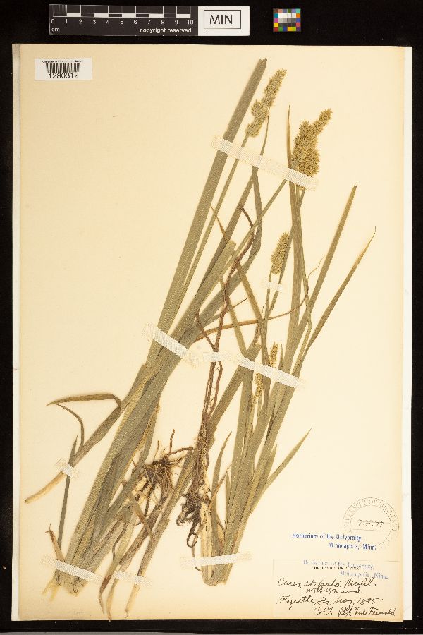 Carex stipata image