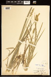 Carex stipata image