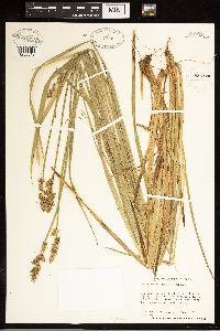 Carex stipata image