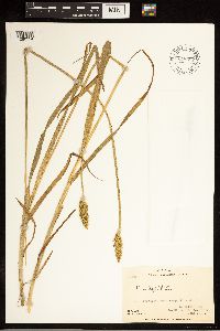 Carex stipata image