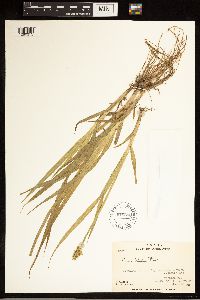 Carex stipata image