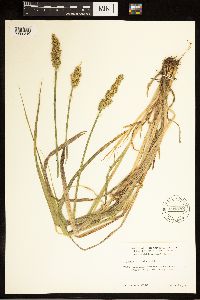 Carex stipata image
