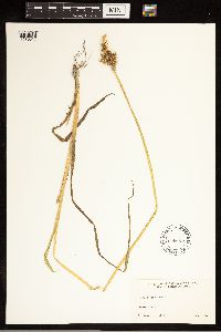 Carex stipata image