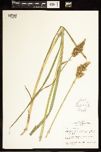 Carex stipata image